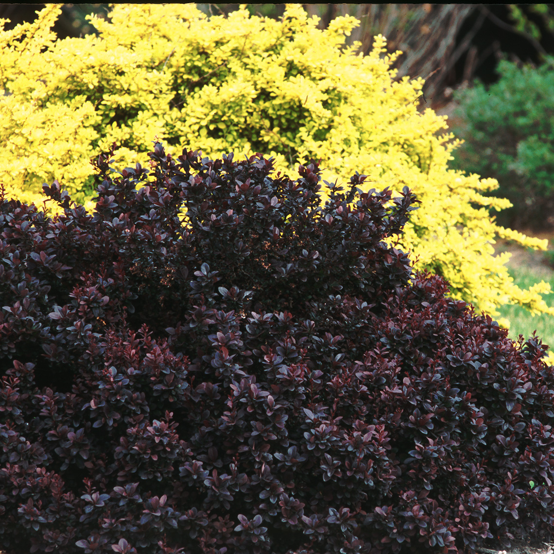 Concorde Barberry Spring Meadow wholesale liners Spring Meadow